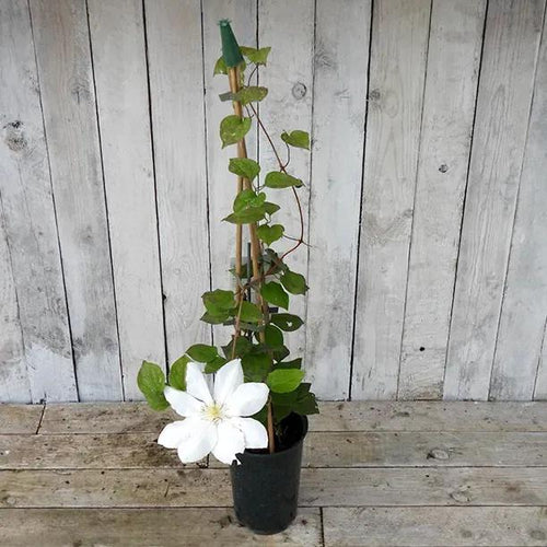 Tranquilite Clematis Flowers