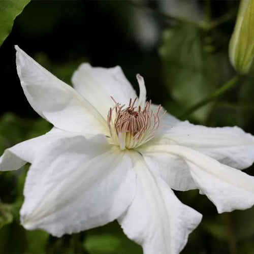 Tranquilite Clematis Flowers