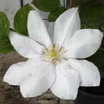 Tranquilite Clematis Flower in Full Bloom