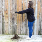 Bareroot Maiden Tremletts Bitter Apple Tree