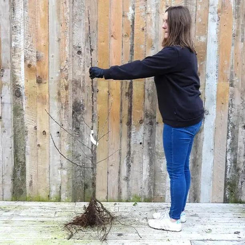 Bareroot Maiden Tremletts Bitter Apple Tree