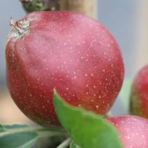 Tremletts Bitter Cider Apples on the tree