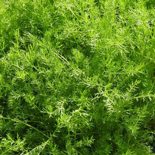 Treneague Chamomile leaves