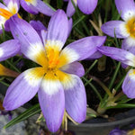 Tricolor Crocus Flowers