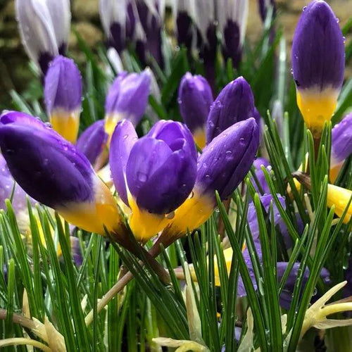 Tricolor Crocus Flowers - Purple and Yellow
