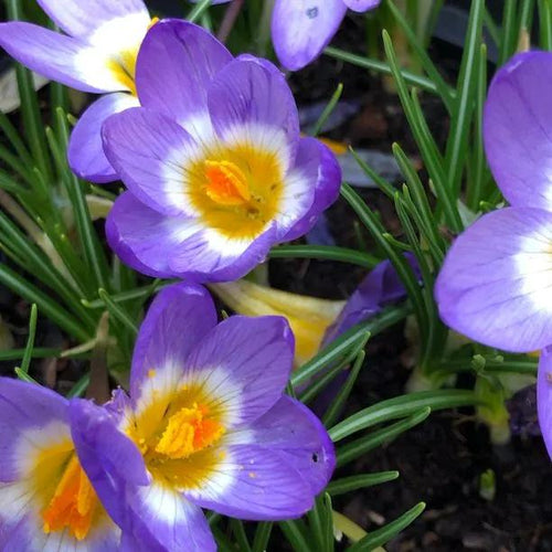Tricolor Crocus Flowers