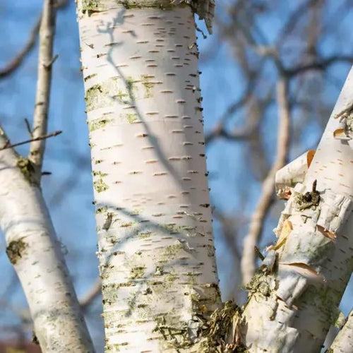 Trinity College Birch bark