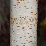Trinity College Birch Bark