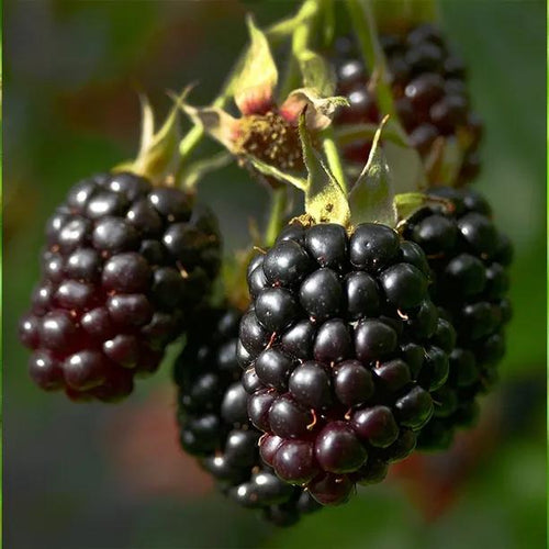 Triple Crown Blackberries on the bush