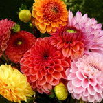 Tropical Sunset Dahlia Collection Flowers