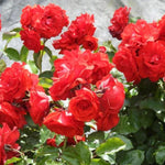 Trumpeter Floribunda Rose Flowers