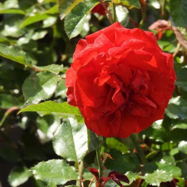 Trumpeter Floribunda Rose Flowers