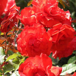 Trumpeter Floribunda Rose Flowers