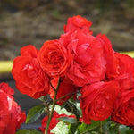 Trumpeter Floribunda Rose Flowers
