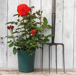 Trumpeter Potted Red Rose in flower