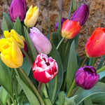 Tulip Naturalising Mix Flowers