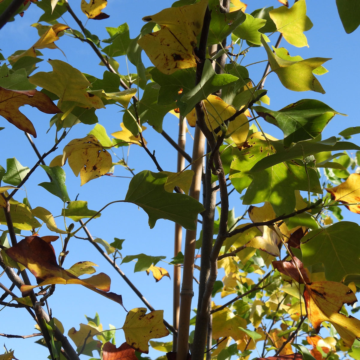 Close-up view of tree branches with green and yellow leaves against a clear blue sky.