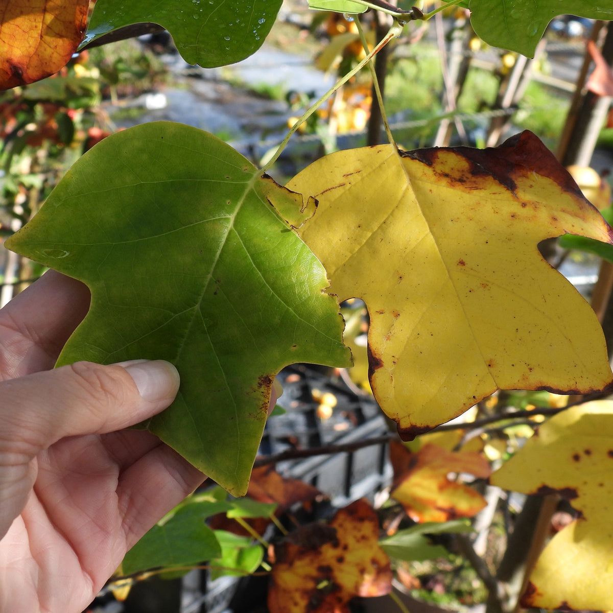 A hand holds a green tulip tree leaf in front of a yellow tulip tree leaf with brown spots, outdoors among other autumn leaves and branches.