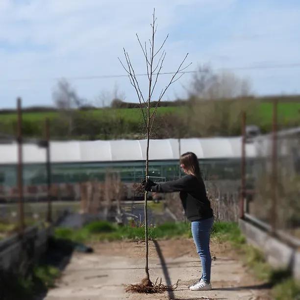 Bareroot Standard Tulip Tree 6cm to 8cm girth