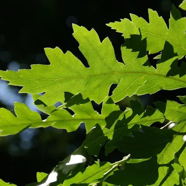 Turkey Oak Tree Leaves
