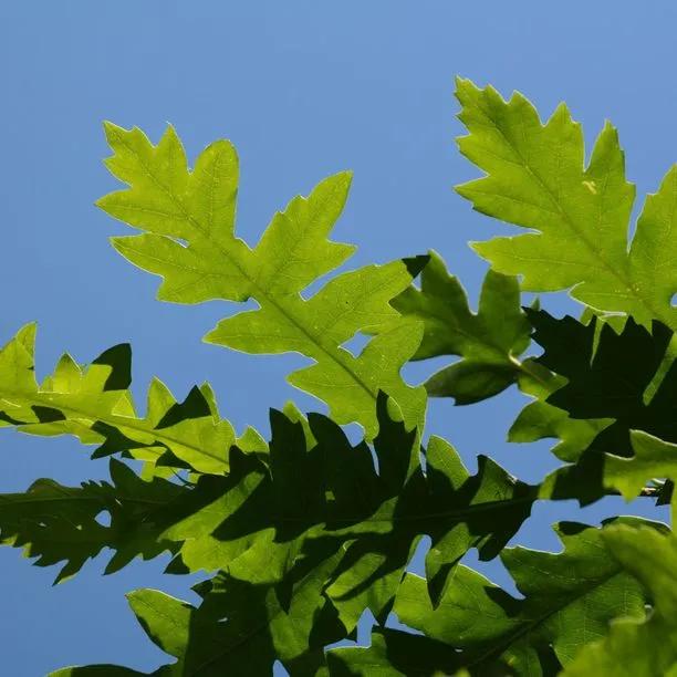 Turkey Oak Tree Leaves
