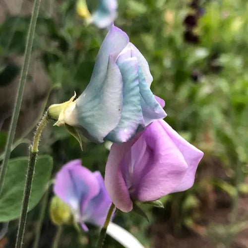 Turquoise Lagoon Sweet Pea Flowers