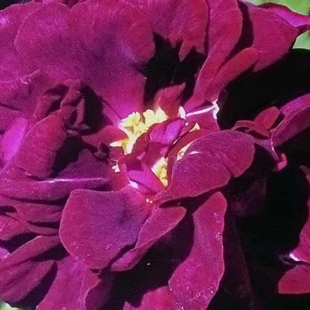 Tuscany Superb Shrub Rose Flowers