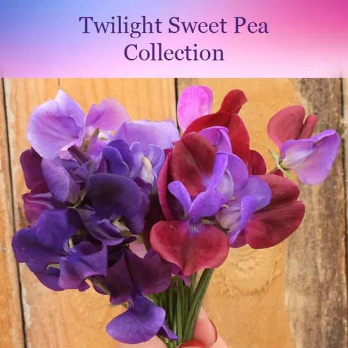 Twilight Sweet Pea Collection Flowers