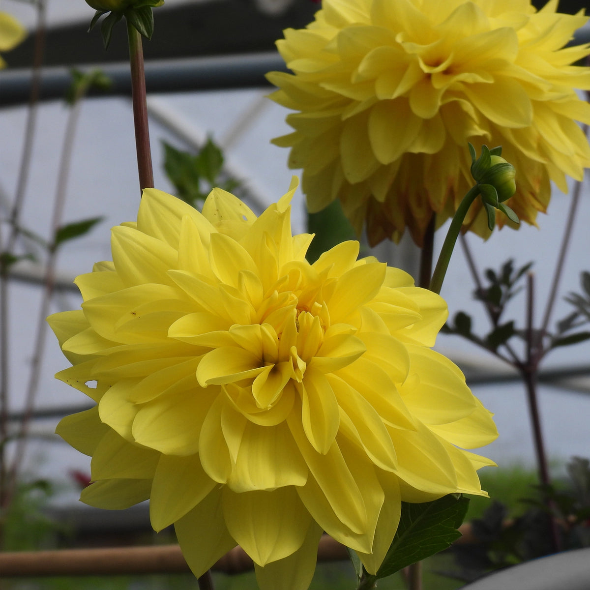 Two Yellow Dahlia Flowers - American Sun