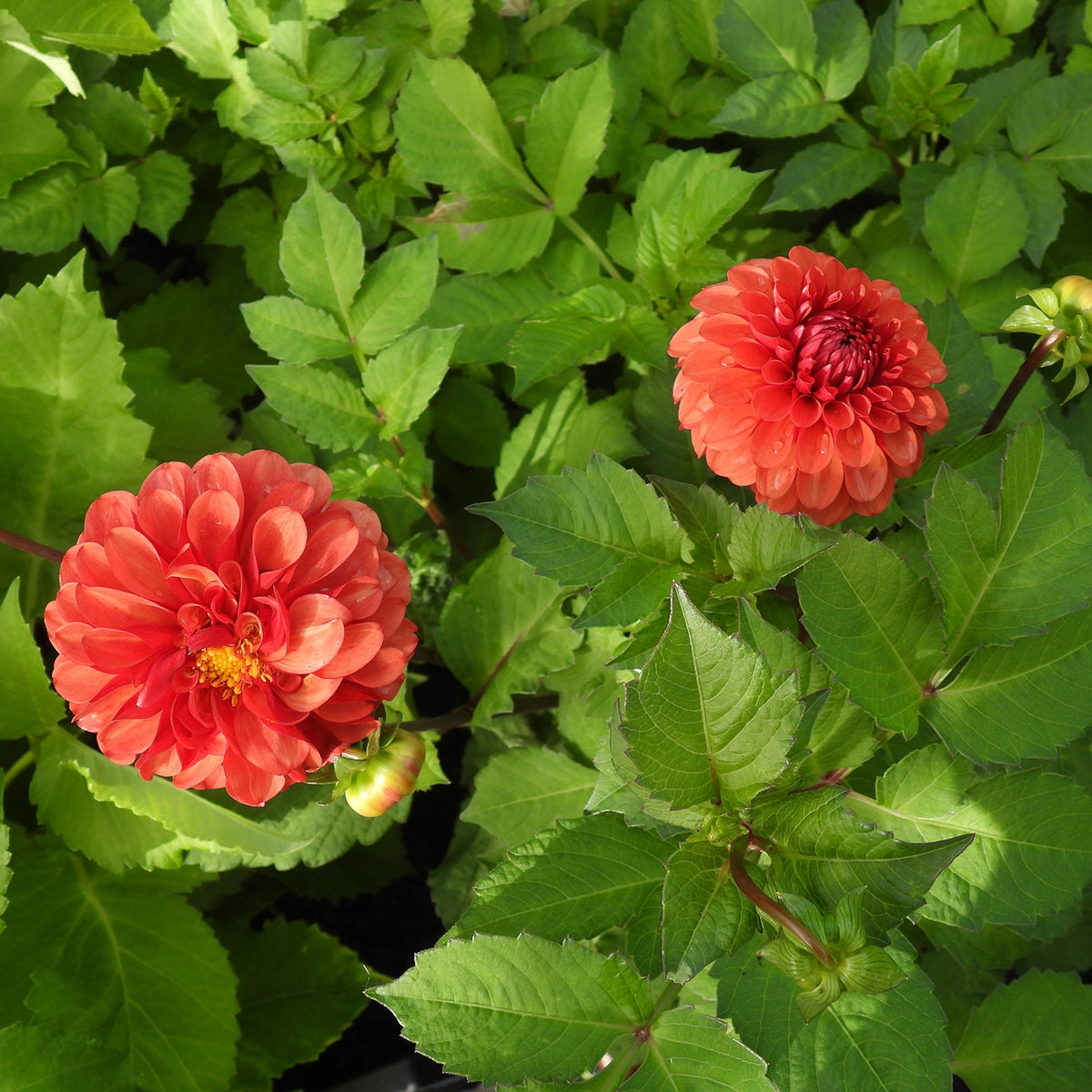 Two vibrant coral-red dahlia flowers with yellow centers surrounded by lush green foliage.