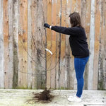 Bareroot Tydemans Late Orange Apple - Maiden Size Tree