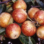 Tydemans Late Orange Apples on the tree