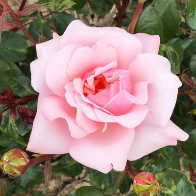 Valentine Heart Rose Flowers