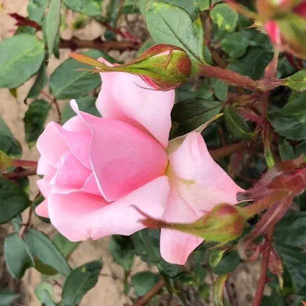 Valentine Heart Rose Flowers