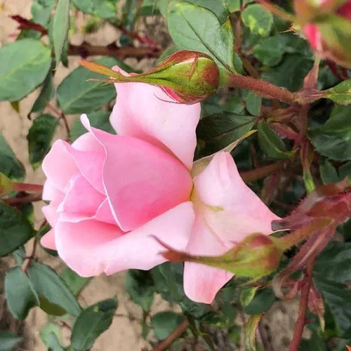Valentine Heart Rose Flowers