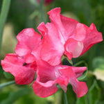 Valerie Harrod Sweet Pea Flower