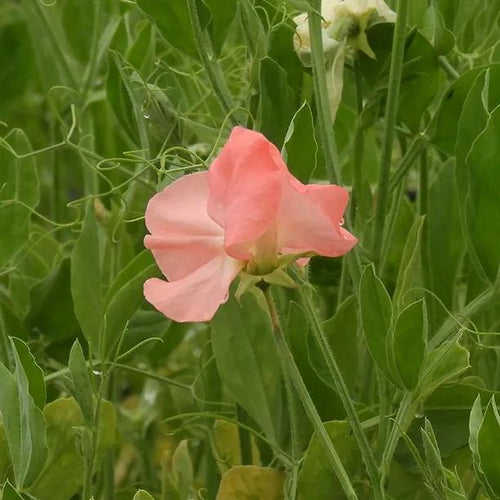 Valerie Harrod Sweet Pea Flowers