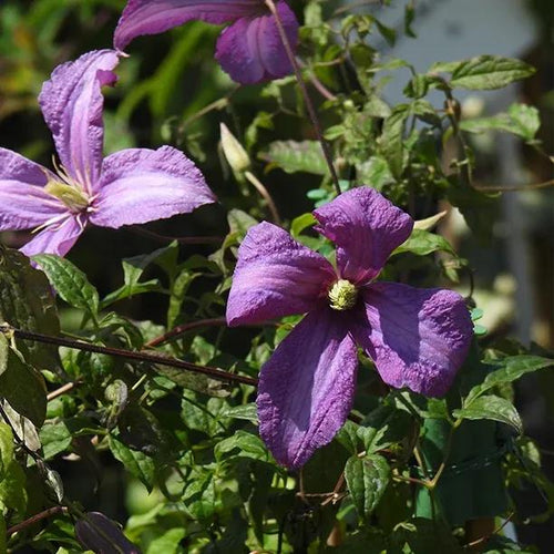Valour Clematis Flowers