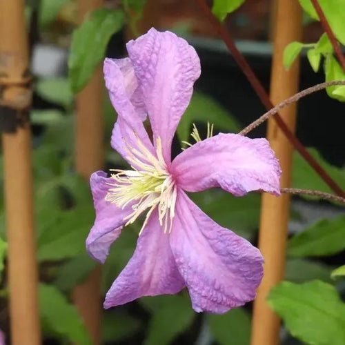 Valour Clematis Flowers