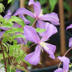 Valour Clematis Flowers