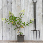 Vanille Fraise Hydrangea Plant with Flower buds about to open