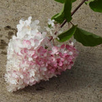 Vanille Fraise Hydrangea Flowers