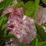 Vanille Fraise Hydrangea Flowers