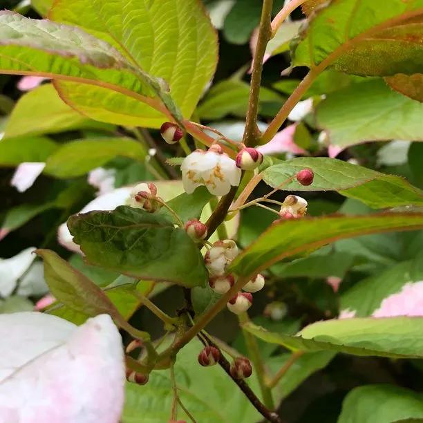 Variegated Kiwi Vine Flowers