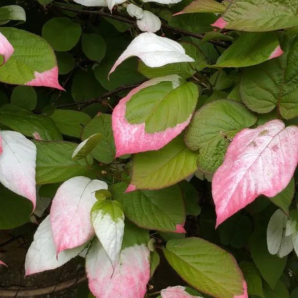 Variegated Kiwi Vine Leaves