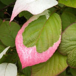 Variegated Kiwi Vine Leaves