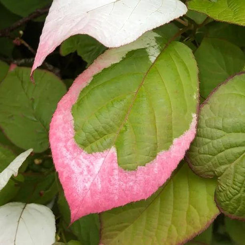 Variegated Kiwi Vine Leaves