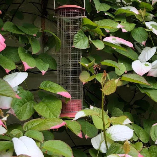 Variegated Kiwi Vine Leaves