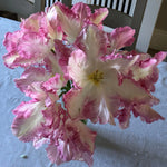 Cabanna tulips in a vase on the kitchen table