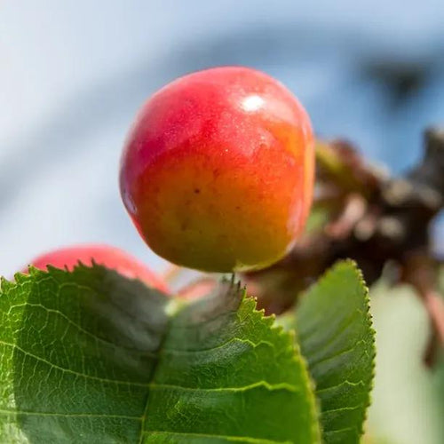 Vega Cherry on the tree